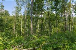 Creek Hollow Phase II Tract 76
