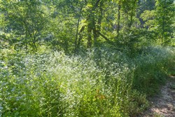 Creek Hollow Phase II Tract 78