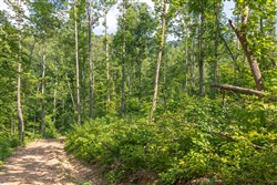 Creek Hollow Phase II Tract 79