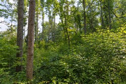 Creek Hollow Phase II Tract 79