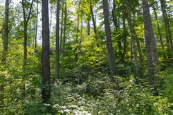 Creek Hollow Phase II Tract 80
