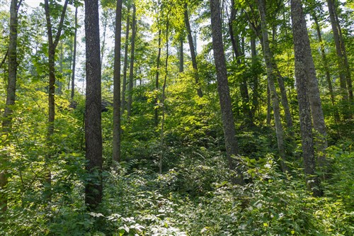 Creek Hollow Phase II Tract 80