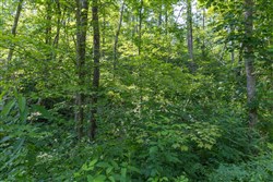 Creek Hollow Phase II Tract 80