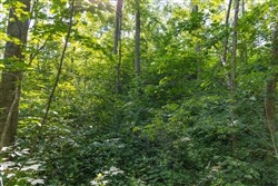 Creek Hollow Phase II Tract 80