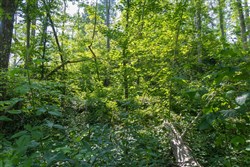 Creek Hollow Phase II Tract 80
