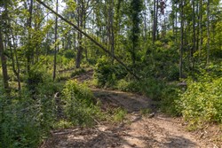 Creek Hollow Phase II Tract 81