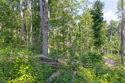 Creek Hollow Phase II Tract 81