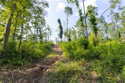 Creek Hollow Phase II Tract 81