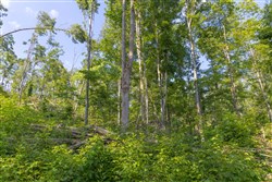 Creek Hollow Phase II Tract 81