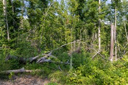Creek Hollow Phase II Tract 83