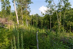 Creek Hollow Phase II Tract 85