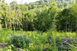 Creek Hollow Phase II Tract 85