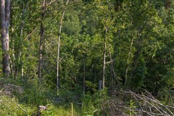 Creek Hollow Phase II Tract 86