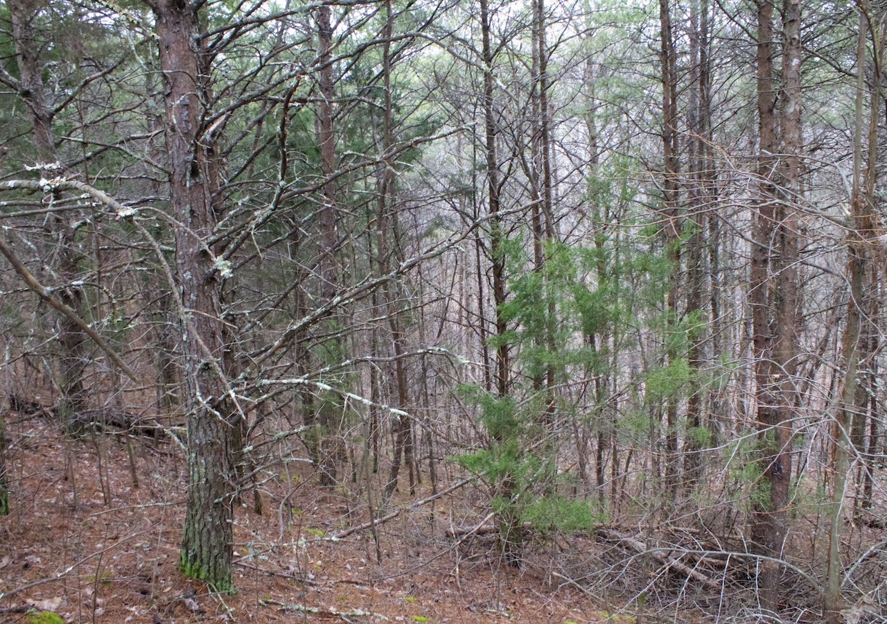 Tract 1 at Majestic Rock Ranch in Rockcastle County, Kentucky