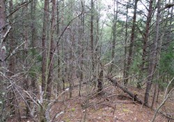 property photo for Majestic Rock Ranch Tract 1, 8.09 acres for sale in Rockcastle County, Kentucky