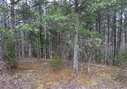 property photo for Majestic Rock Ranch Tract 1, 8.09 acres for sale in Rockcastle County, Kentucky