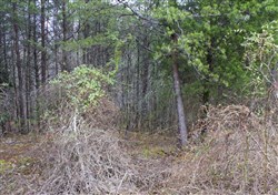 property photo for Majestic Rock Ranch Tract 1, 8.09 acres for sale in Rockcastle County, Kentucky