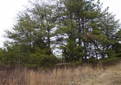 property photo for Majestic Rock Ranch Tract 2, 6.67 acres for sale in Rockcastle County, Kentucky