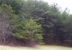 property photo for Majestic Rock Ranch Tract 3, 11.2 acres for sale in Rockcastle County, Kentucky