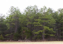 property photo for Majestic Rock Ranch Tract 3, 11.2 acres for sale in Rockcastle County, Kentucky