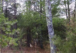property photo for Majestic Rock Ranch Tract 5, 8.85 acres for sale in Rockcastle County, Kentucky