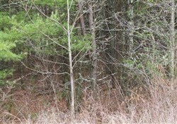 property photo for Majestic Rock Ranch Tract 6, 7.34 acres for sale in Rockcastle County, Kentucky