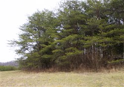property photo for Majestic Rock Ranch Tract 8, 5.74 acres for sale in Rockcastle County, Kentucky