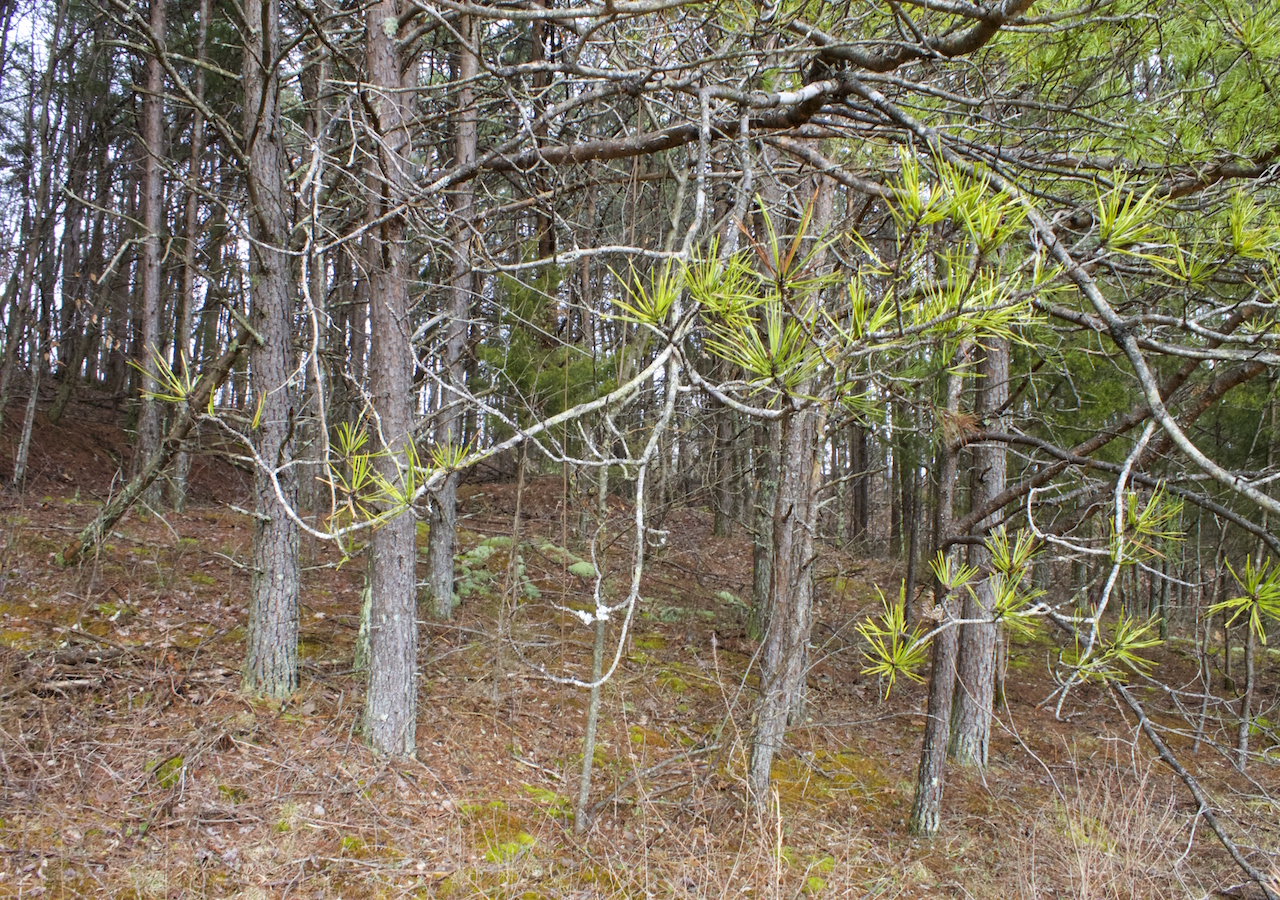Tract 9 at Majestic Rock Ranch in Rockcastle County, Kentucky