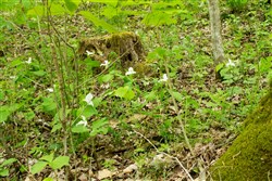 Trails End Tract 17