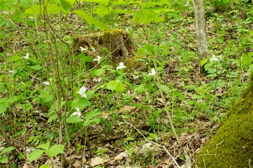 Trails End Tract 17