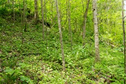Trails End Tract 17