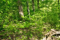 Trails End Tract 19