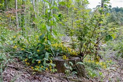 property photo for Wounded Oak Tract 16, 6.4 acres for sale in Rockcastle County, Kentucky