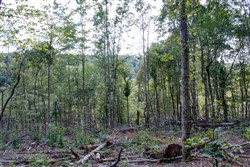 property photo for Wounded Oak Tract 16, 6.4 acres for sale in Rockcastle County, Kentucky