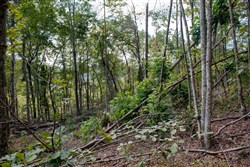 property photo for Wounded Oak Tract 16, 6.4 acres for sale in Rockcastle County, Kentucky