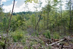 property photo for Wounded Oak Tract 16, 6.4 acres for sale in Rockcastle County, Kentucky
