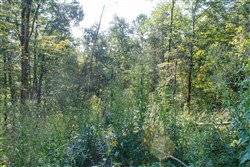 property photo for Wounded Oak Tract 9, 5.28 acres for sale in Rockcastle County, Kentucky