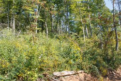 property photo for Wounded Oak Tract 9, 5.28 acres for sale in Rockcastle County, Kentucky