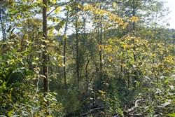 property photo for Wounded Oak Tract 9, 5.28 acres for sale in Rockcastle County, Kentucky