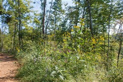 property photo for Wounded Oak Tract 9, 5.28 acres for sale in Rockcastle County, Kentucky