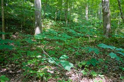 Bluewater Ridge Tract 13