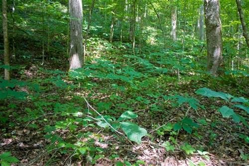 Bluewater Ridge Tract 13