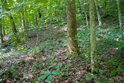 Bluewater Ridge Tract 13