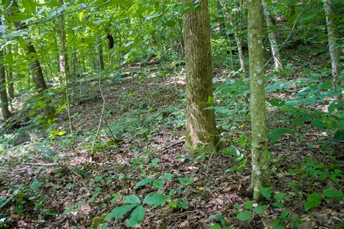 Bluewater Ridge Tract 13