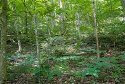 Bluewater Ridge Tract 13