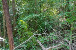 property photo for Bluewater Ridge Tract 25, 3.71 acres for sale in Wayne County, Kentucky
