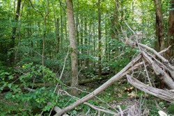 property photo for Bluewater Ridge Tract 25, 3.71 acres for sale in Wayne County, Kentucky