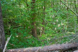 property photo for Bluewater Ridge Tract 25, 3.71 acres for sale in Wayne County, Kentucky