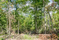 Buck Run Ridge Tract 17