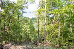 Buck Run Ridge Tract 17